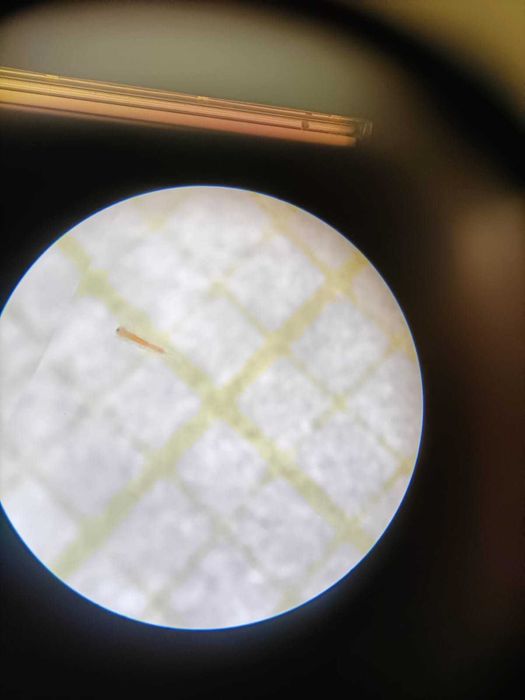 Artémia salina por eclodir