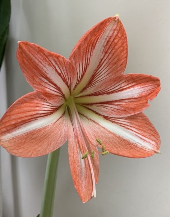 Дітки Гіпеаструма