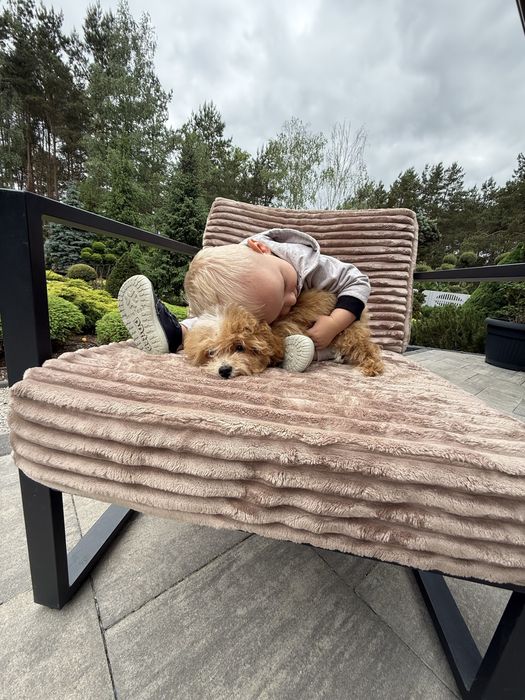 Maltipoo - cudny chlopiec