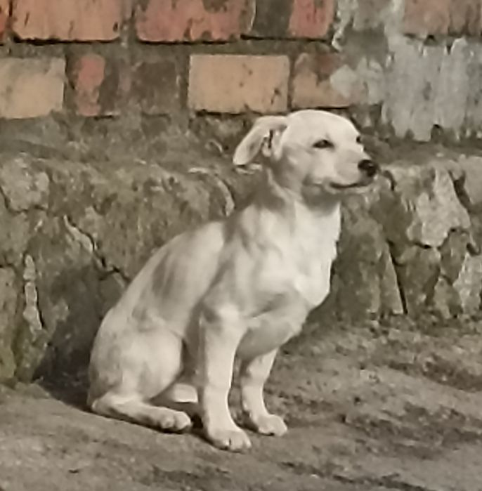 Віддам в добрі руки та люблячу сім'ю