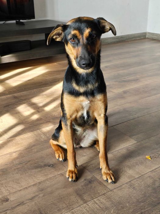 Ogłoszenie- ZAGINĘŁY 2 PSY