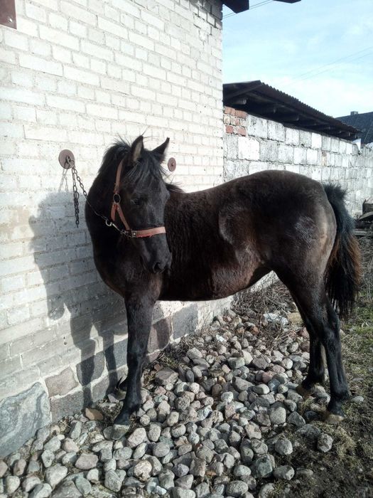 Sprzedam klacz huculska