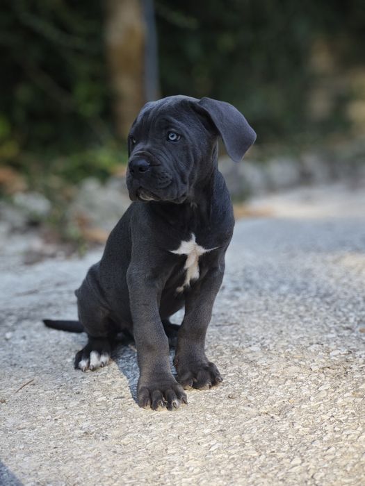 Cane Corso - Macho Cizento