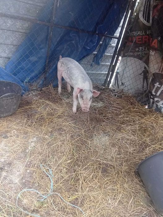 Leitão bisaro com dois meses e meio +-
