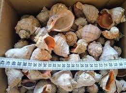 Ракушка для поделок.