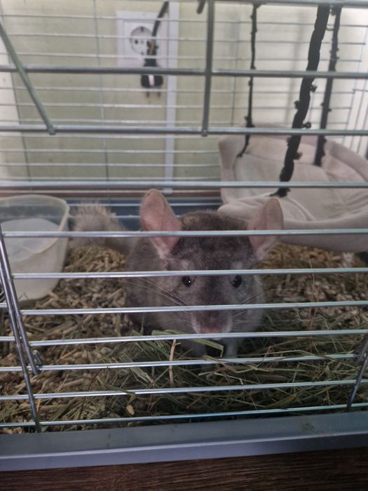 Клітка для гризуна