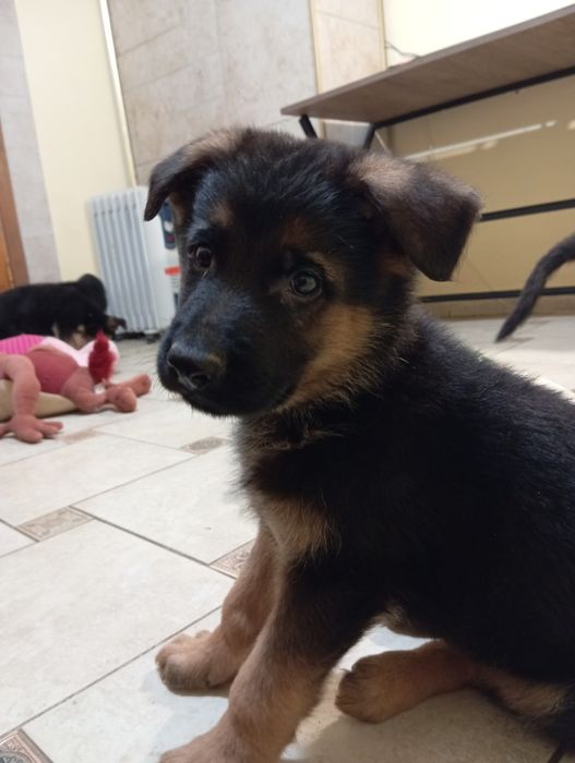 Щенки немецкой овчарки