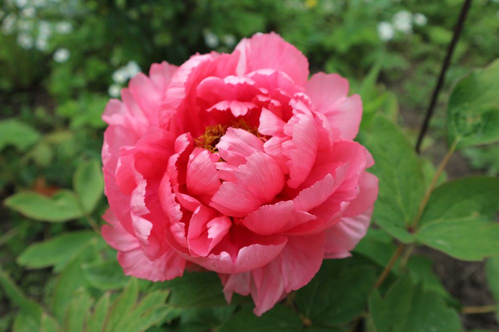 Древовидный пион Коралл Алтар оригинал: 2 500 грн. - Сад / город Одеса ...