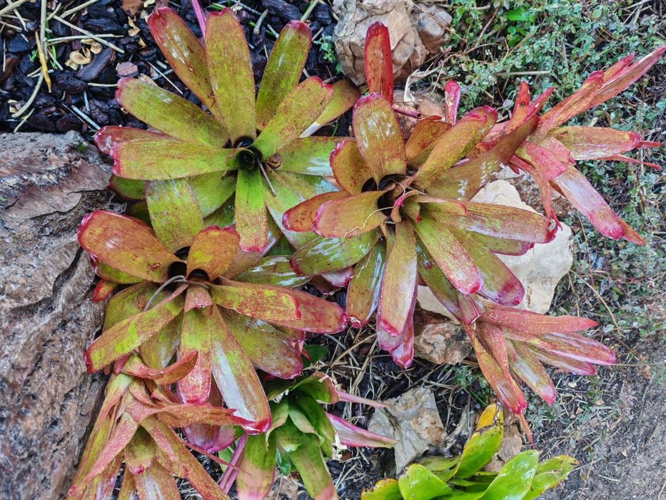 Váriadade de bromelias