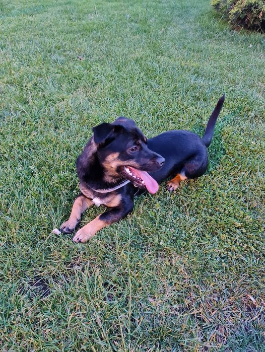 Para adoção (  urgente )