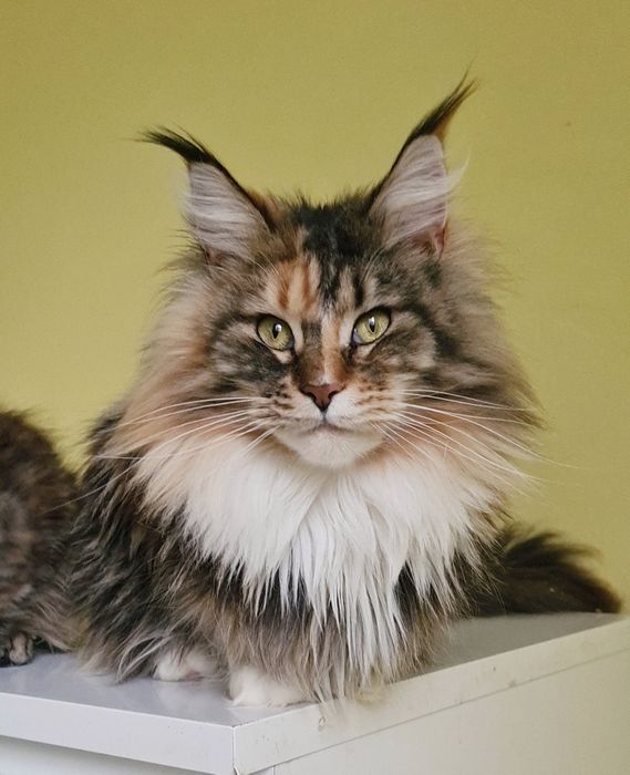 Dostępna koka rasy Maine Coon