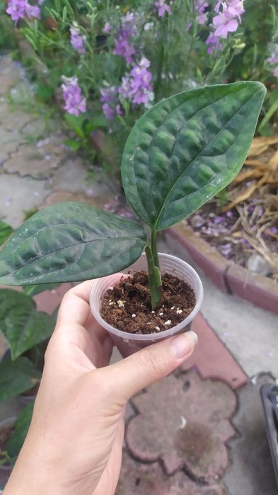 Епіпремнум марбл планет