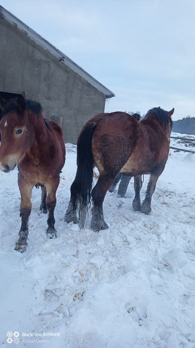 Sprzedam klacz sztumska z ogierkiem