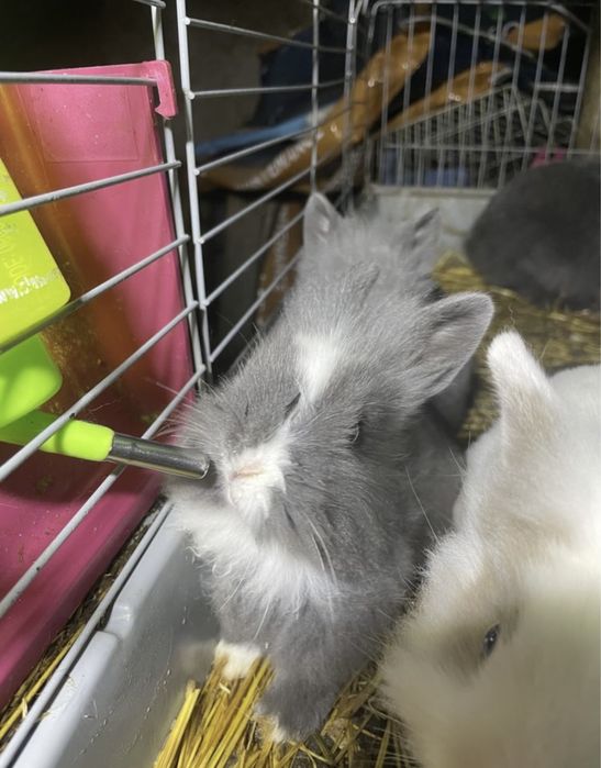 Coelhos anoes muito bonitos alguns de olhos azuis