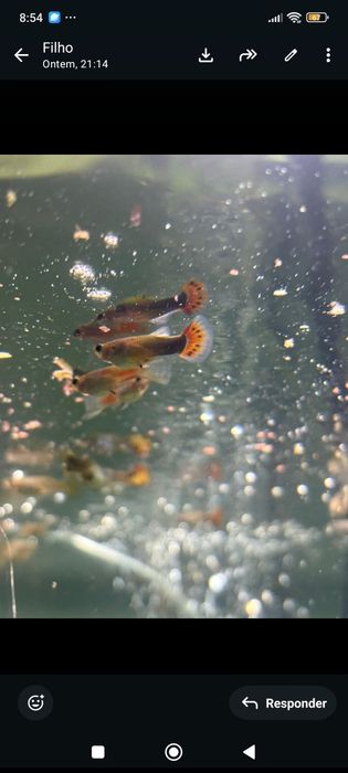 Tenho muitos guppies para vender