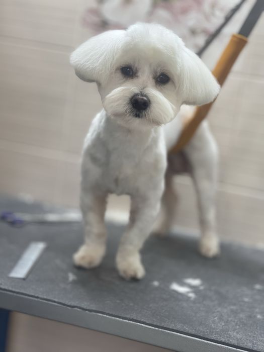 Грумінг стрижка собак та котів