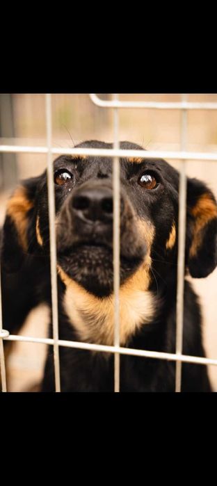 Adopcja zwierząt