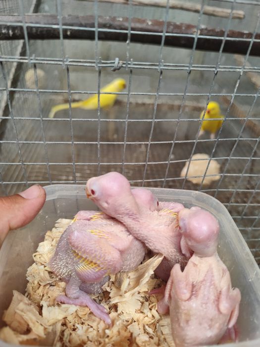 Ring necks para domesticar