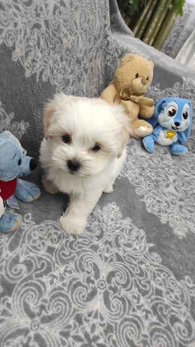 Хлопчик мальтезе,Львів