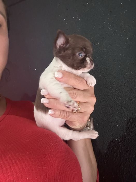 Menina  Chihuahua  lindissima “ de bolso.