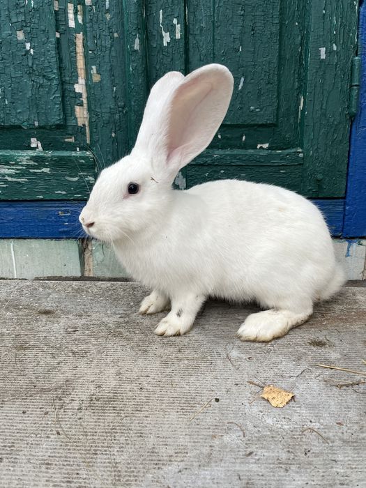 Кролі, кролі молодняк, шиншила, панон, термон, бургунд, велетень