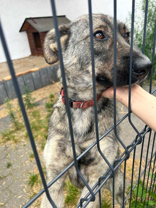 Uroczy Kofik kocha człowieka i szuka idealnego dla siebie!