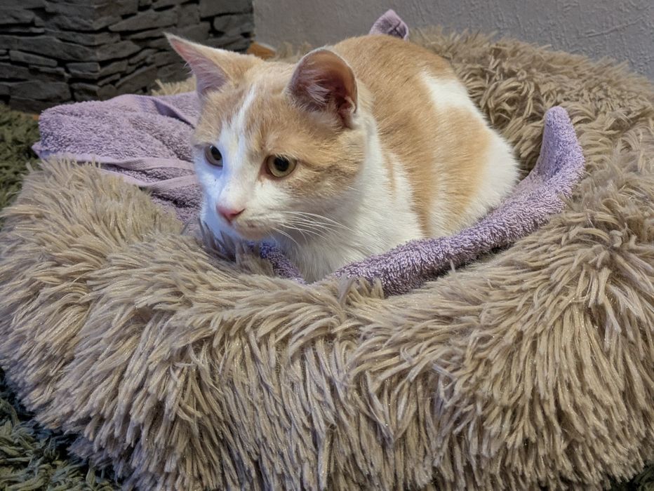 Кіт, котик, кошеня