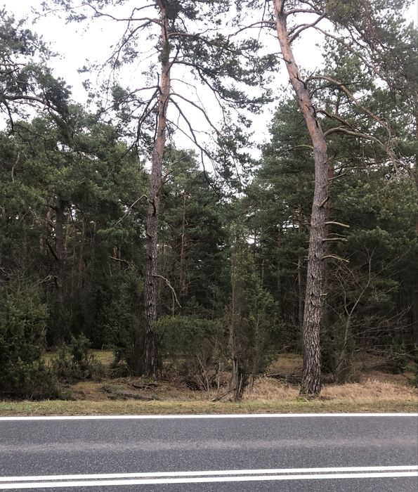 Sprzedam las 1,85 ha - Tarnów, gm Wilga - OKAZJA