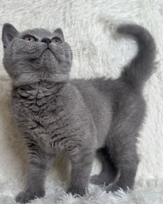 Kotka brytyjska niebieska kocieta koty brytyjskie FIFE FPL rodowod