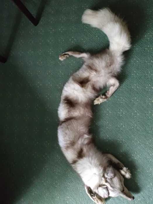 Etola z lisa srebrnego