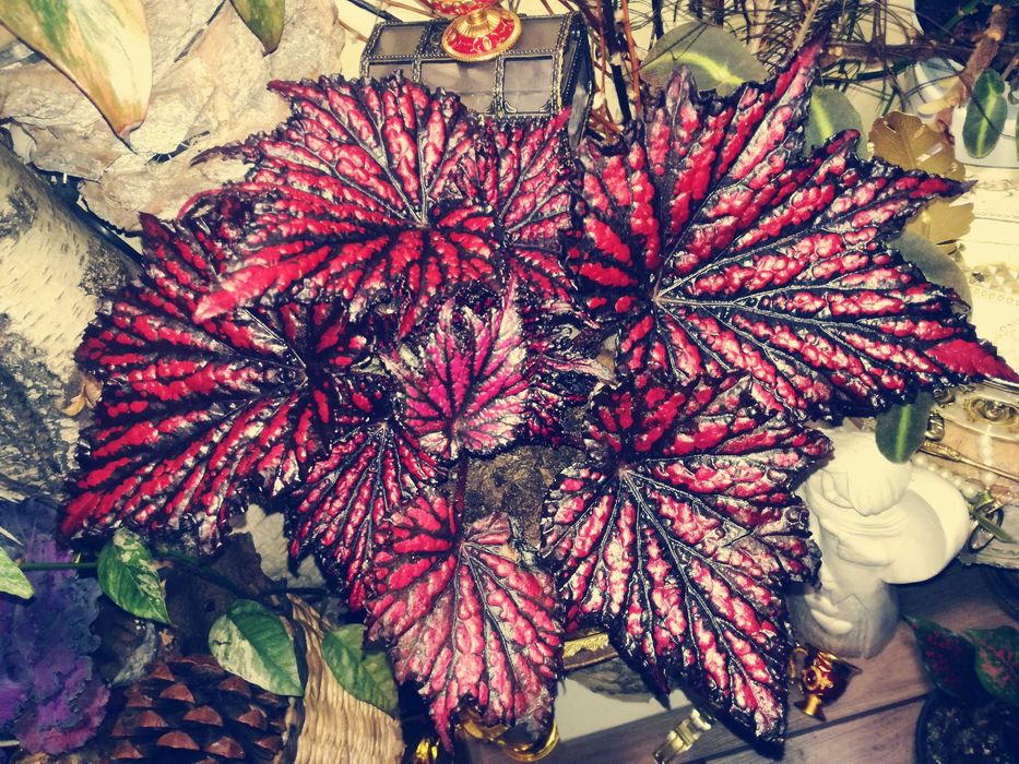 Begonia NoID Red Spider Black Web potwór TOTALNY UNIKAT Monstera