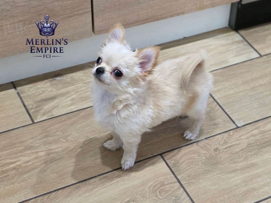 Dziss do odbioru Piesek chihuahua długowłosy