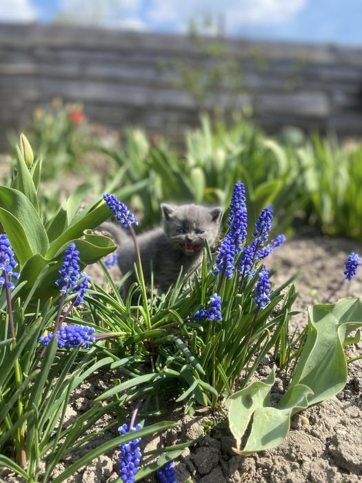 Віддам кошенят у добрі руки