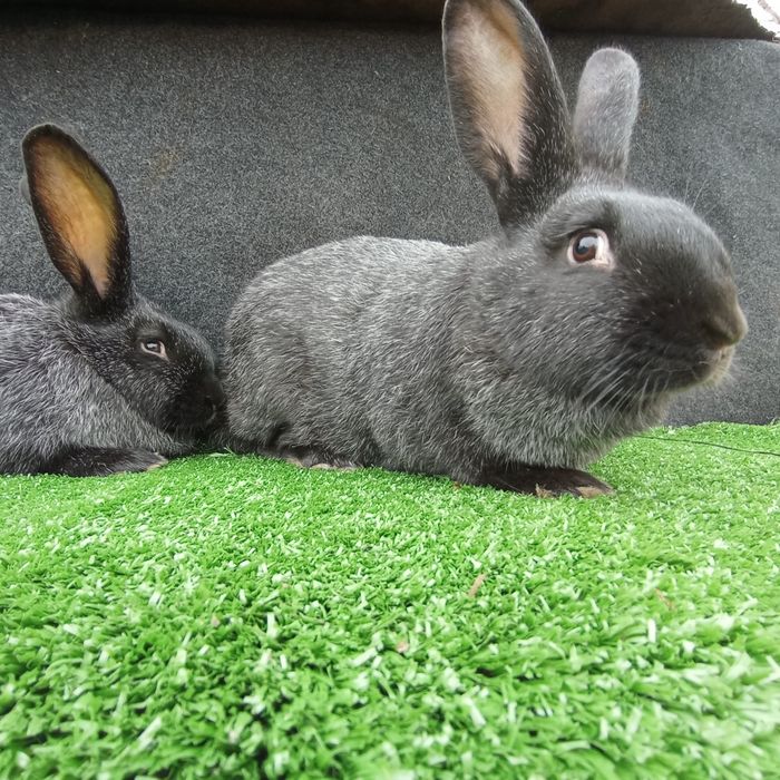 Кролі.Кролиці . Полтавське срібло. Крілики