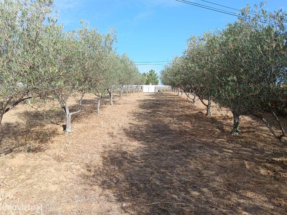 Terreno — Cebolais De Cima E Retaxo, Castelo Branco