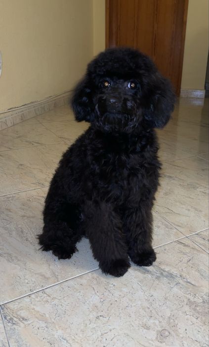 Caniche toy macho para acasalemento