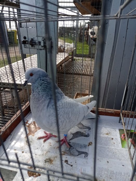 Sprzedam Gołebia Rysia