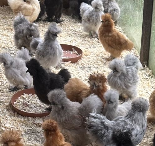 Silki jedwabiste kury splash