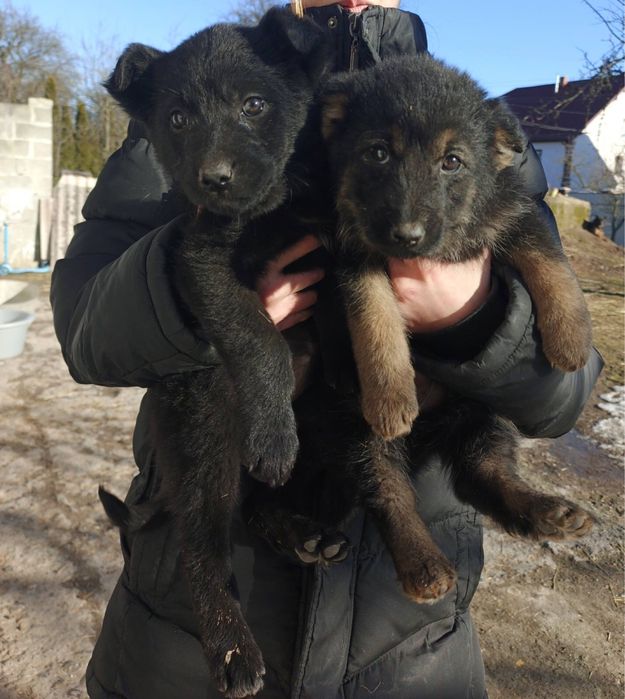 Продам песиків мішанці. Активні. Самі їдять агресивно гавкають.