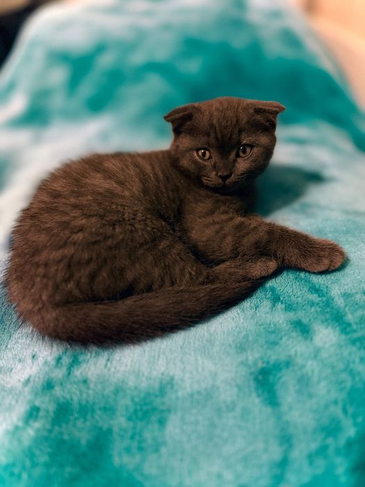 Fêmea Scottish fold blue