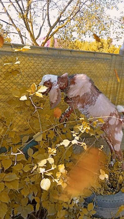 Козлик породи нубокаморі на в'язку