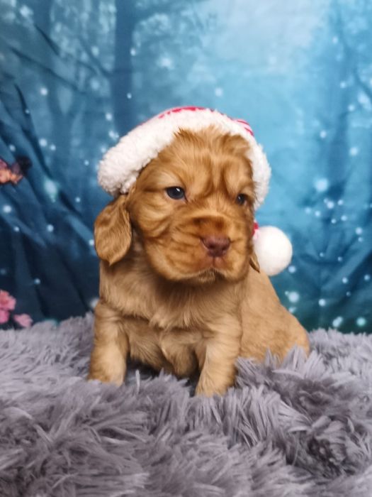 UNIKAT Cocker Spaniel bardzo dobra jakość  rodowód wyprawka paszport