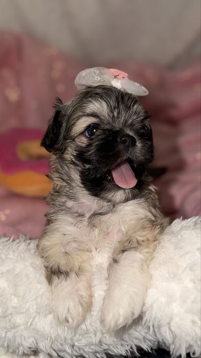 Shih-tzu linda  Menina miniatura