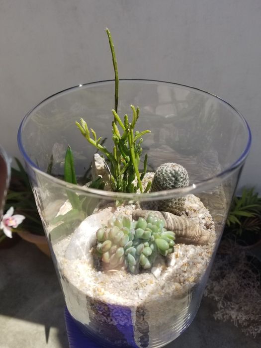 Arranjo de Suculentas