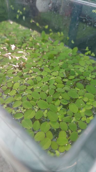 Plantas para lagos