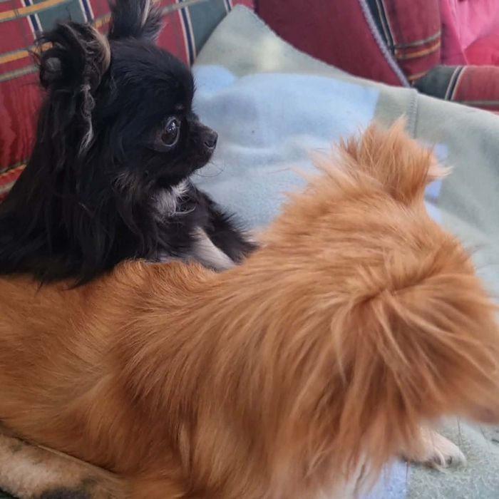 Chihuahua macho puro