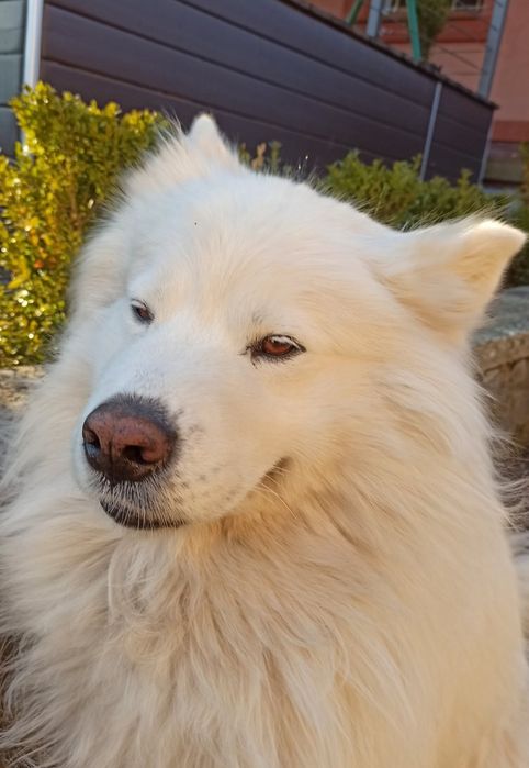 Самець породи Самоїд для в'язки, в'язка, самоїдська лайка