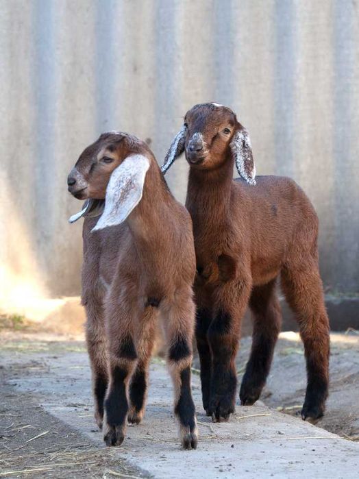 Козлята англо - нубийской породы 100%