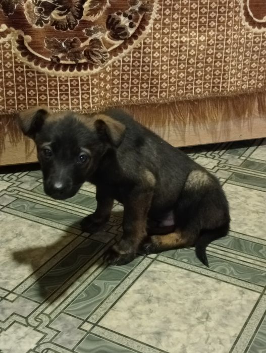 Цуценята (безкоштовно)