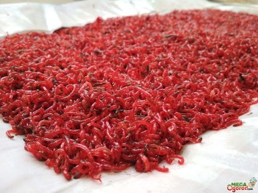 Мотиль опариш червь  дендробена) тільки опт